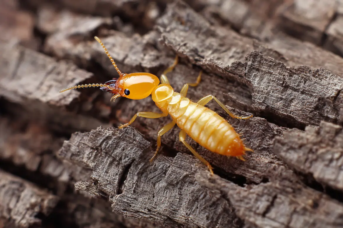 termite control